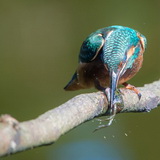 Kingfishers